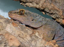 Hoplodactylus maculatus kleine Form